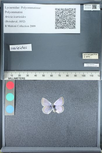 Media type: image;   Entomology 155013